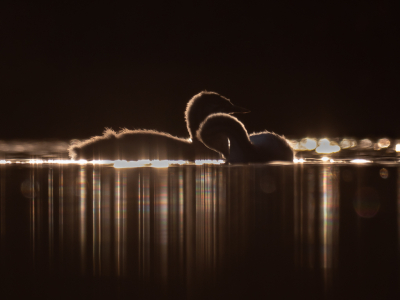 <i class='fa fa-user'></i> Vincent Vuik |   Fuut  <i class='fa fa-eye'> 186</i>  <i class='fa fa-thumbs-up'> 20</i>   <i class='fa fa-comment-o'> 15</i>