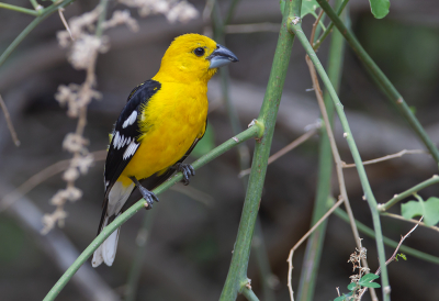 <i class='fa fa-user'></i> charlysax |   Geelbuikkardinaal  <i class='fa fa-eye'> 131</i>  <i class='fa fa-thumbs-up'> 4</i>   <i class='fa fa-comment-o'> 2</i>