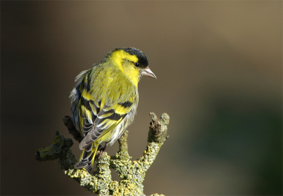 Het valt best tegen om de kleine huis, tuin en keuken vogeltjes er goed op te krijgen. Deze Sijs vond ik mooi afsteken tegen de bruine achtergrond.