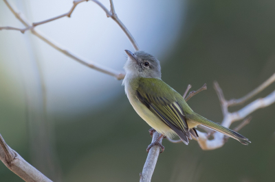 <i class='fa fa-user'></i> Paul van Giersbergen |   Kleine Vireo  <i class='fa fa-eye'> 132</i>  <i class='fa fa-thumbs-up'> 4</i>   <i class='fa fa-comment-o'> 3</i>
