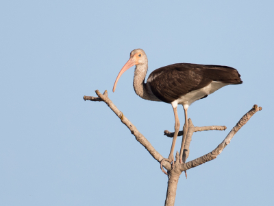 <i class='fa fa-user'></i> Paul van Giersbergen |   Witte Ibis  <i class='fa fa-eye'> 116</i>   <i class='fa fa-comment-o'> 0</i>
