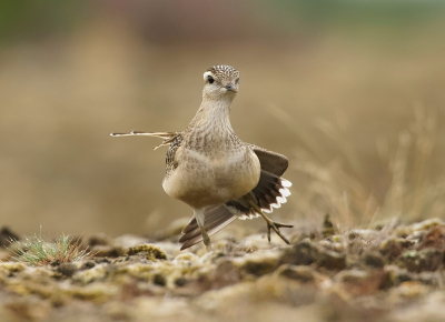 <i class='fa fa-user'></i> Leo Tukker |   Morinelplevier  <i class='fa fa-eye'> 334</i>  <i class='fa fa-thumbs-up'> 18</i>   <i class='fa fa-comment-o'> 7</i>