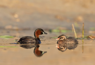 <i class='fa fa-user'></i> Alfred Berkhof |   Dodaars  <i class='fa fa-eye'> 285</i>  <i class='fa fa-thumbs-up'> 19</i>   <i class='fa fa-comment-o'> 7</i>