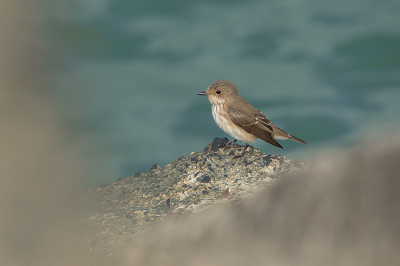 <i class='fa fa-user'></i> Willem Verhagen |   Grauwe Vliegenvanger  <i class='fa fa-eye'> 266</i>  <i class='fa fa-thumbs-up'> 9</i>   <i class='fa fa-comment-o'> 10</i>