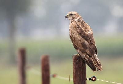 Dit is van alle Netterden Buizerden de minst schuwe. Voorzichtig met de auto te benaderen tot op een metertje of 10. Heeft een favoriete paal als uitkijkpost, vlak aan de kant van de weg.