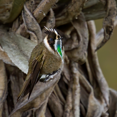 <i class='fa fa-user'></i> charlysax |   Groenbaardhelmkolibrie  <i class='fa fa-eye'> 235</i>  <i class='fa fa-thumbs-up'> 14</i>   <i class='fa fa-comment-o'> 11</i>