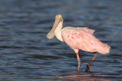 <i class='fa fa-user'></i> Paul van Giersbergen |   Rode Lepelaar  <i class='fa fa-eye'> 209</i>   <i class='fa fa-comment-o'> 5</i>