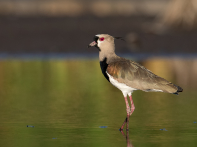 <i class='fa fa-user'></i> Paul van Giersbergen |   Chileense Kievit  <i class='fa fa-eye'> 160</i>  <i class='fa fa-thumbs-up'> 1</i>   <i class='fa fa-comment-o'> 1</i>