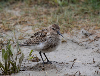 Een solitaire, zeer goed benaderbare bonte strandloper, foeragerend in een slikgebiedje. Ik heb er een half uurtje van genoten.