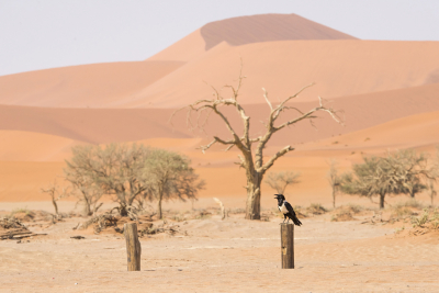 <i class='fa fa-user'></i> Bert Ooms |   Schildraaf  <i class='fa fa-eye'> 282</i>  <i class='fa fa-thumbs-up'> 22</i>   <i class='fa fa-comment-o'> 15</i>