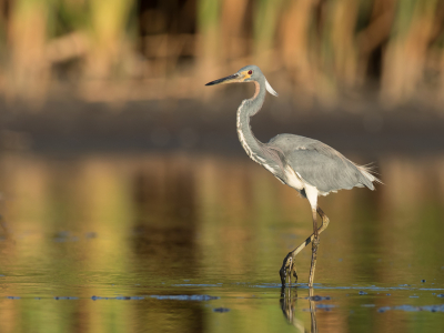 <i class='fa fa-user'></i> Paul van Giersbergen |   Witbuikreiger  <i class='fa fa-eye'> 141</i>   <i class='fa fa-comment-o'> 0</i>
