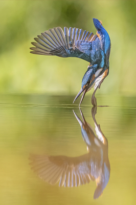 <i class='fa fa-user'></i> Arjan Troost |   IJsvogel  <i class='fa fa-eye'> 556</i>  <i class='fa fa-thumbs-up'> 18</i>   <i class='fa fa-comment-o'> 14</i>