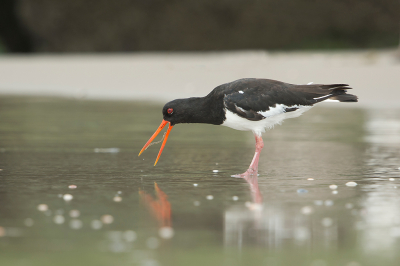 <i class='fa fa-user'></i> Willem Verhagen |   Scholekster  <i class='fa fa-eye'> 151</i>  <i class='fa fa-thumbs-up'> 1</i>   <i class='fa fa-comment-o'> 4</i>
