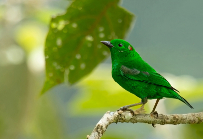 <i class='fa fa-user'></i> charlysax |   Zilver-groene Tangare  <i class='fa fa-eye'> 166</i>  <i class='fa fa-thumbs-up'> 6</i>   <i class='fa fa-comment-o'> 2</i>