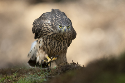 <i class='fa fa-user'></i> Arjan Troost |   Havik  <i class='fa fa-eye'> 364</i>  <i class='fa fa-thumbs-up'> 17</i>   <i class='fa fa-comment-o'> 10</i>