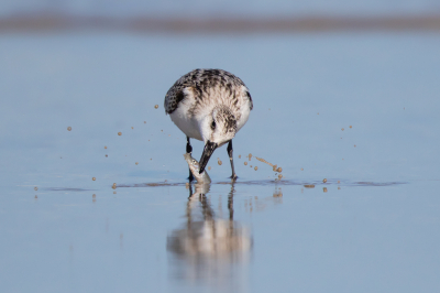 <i class='fa fa-user'></i> Peter Soer |   Drieteenstrandloper  <i class='fa fa-eye'> 236</i>  <i class='fa fa-thumbs-up'> 7</i>   <i class='fa fa-comment-o'> 5</i>