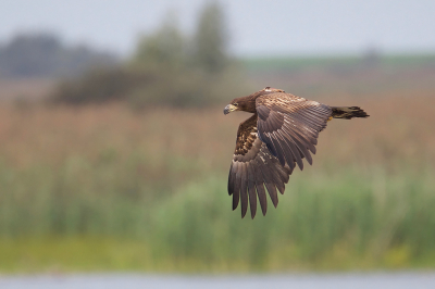 <i class='fa fa-user'></i> anevanrees |   Zeearend  <i class='fa fa-eye'> 332</i>  <i class='fa fa-thumbs-up'> 11</i>   <i class='fa fa-comment-o'> 10</i>