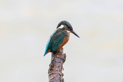 Vissende ijsvogel op een tak vlak voor de vogelhut, Jeroen Haze had van dit individu ook een mooie foto. Overigens de eerste keer dat ik een ijsvogel op de foto heb kunnen krijgen.