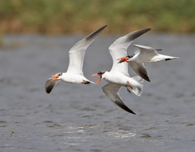 <i class='fa fa-user'></i> Alfred Berkhof |   Reuzenstern  <i class='fa fa-eye'> 294</i>  <i class='fa fa-thumbs-up'> 7</i>   <i class='fa fa-comment-o'> 8</i>