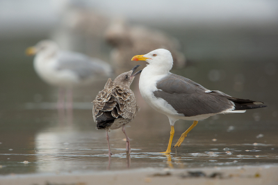 <i class='fa fa-user'></i> Willem Verhagen |   Kleine Mantelmeeuw  <i class='fa fa-eye'> 217</i>  <i class='fa fa-thumbs-up'> 9</i>   <i class='fa fa-comment-o'> 5</i>