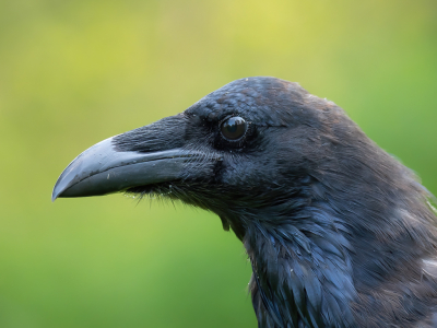 <i class='fa fa-user'></i> Vincent Vuik |   Raaf  <i class='fa fa-eye'> 432</i>  <i class='fa fa-thumbs-up'> 13</i>   <i class='fa fa-comment-o'> 18</i>