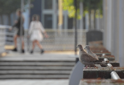 <i class='fa fa-user'></i> sieb |   Turkse Tortel  <i class='fa fa-eye'> 504</i>  <i class='fa fa-thumbs-up'> 12</i>   <i class='fa fa-comment-o'> 14</i>