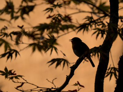 <i class='fa fa-user'></i> Gert-Jan Cromwijk |   Roodborst  <i class='fa fa-eye'> 152</i>  <i class='fa fa-thumbs-up'> 8</i>   <i class='fa fa-comment-o'> 7</i>