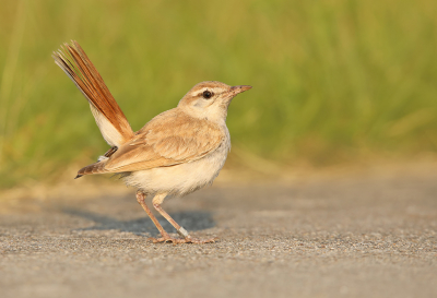 <i class='fa fa-user'></i> thijsglastra |   Rosse Waaierstaart  <i class='fa fa-eye'> 512</i>  <i class='fa fa-thumbs-up'> 7</i>   <i class='fa fa-comment-o'> 20</i>