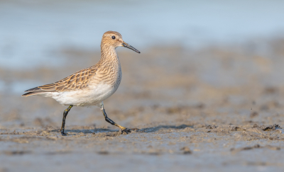 <i class='fa fa-user'></i> Hans Overduin |   Gestreepte Strandloper  <i class='fa fa-eye'> 258</i>  <i class='fa fa-thumbs-up'> 5</i>   <i class='fa fa-comment-o'> 4</i>