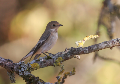 <i class='fa fa-user'></i> loek van de Leur |   Bonte Vliegenvanger  <i class='fa fa-eye'> 244</i>  <i class='fa fa-thumbs-up'> 9</i>   <i class='fa fa-comment-o'> 5</i>