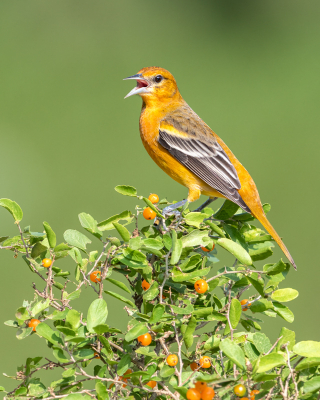 It's always challenging to get a clean image of an oriole.  There were lots of them around and it was nice that they were cooperating.