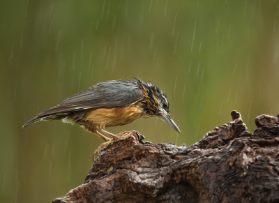 <i class='fa fa-user'></i> Truus Aletta Maan |   Boomklever  <i class='fa fa-eye'> 213</i>  <i class='fa fa-thumbs-up'> 13</i>   <i class='fa fa-comment-o'> 21</i>