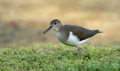 <i class='fa fa-user'></i> Kees Kroon |   Oeverloper  <i class='fa fa-eye'> 213</i>  <i class='fa fa-thumbs-up'> 6</i>   <i class='fa fa-comment-o'> 8</i>