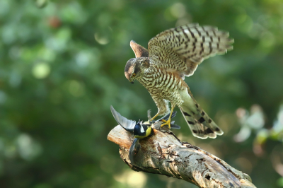 <i class='fa fa-user'></i> Frank Kremer |   Sperwer  <i class='fa fa-eye'> 563</i>  <i class='fa fa-thumbs-up'> 19</i>   <i class='fa fa-comment-o'> 16</i>