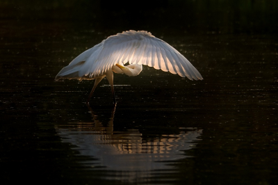 <i class='fa fa-user'></i> jacolienl |   Grote Zilverreiger  <i class='fa fa-eye'> 761</i>  <i class='fa fa-thumbs-up'> 49</i>   <i class='fa fa-comment-o'> 28</i>