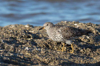 <i class='fa fa-user'></i> Paul van Giersbergen |   Brandingloper  <i class='fa fa-eye'> 169</i>   <i class='fa fa-comment-o'> 3</i>