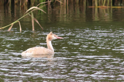 <i class='fa fa-user'></i> Gerard E |   Fuut  <i class='fa fa-eye'> 245</i>   <i class='fa fa-comment-o'> 3</i>