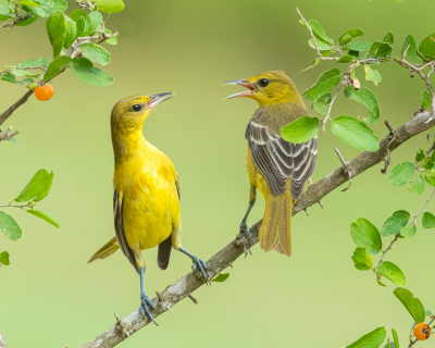 There were quite a few Baltimore Orioles at the water hole.  Most of them were young.  I'm glad to see that this produced a lot of offspring.