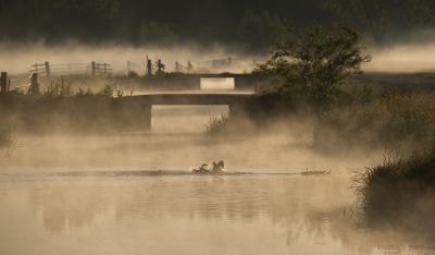 <i class='fa fa-user'></i> LeerdammerKees |   Wilde Eend  <i class='fa fa-eye'> 338</i>  <i class='fa fa-thumbs-up'> 23</i>   <i class='fa fa-comment-o'> 15</i>