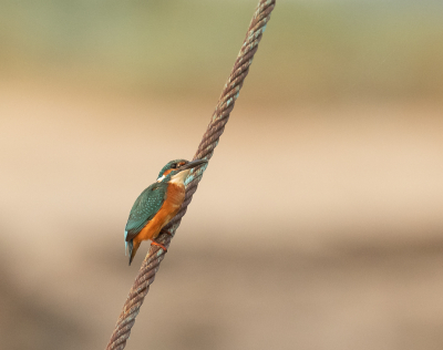 Tijdens bezoekje aan natuurgebied het Zwin om de Visarend te spotten zag ik deze IJsvogel op een koord zitten, het blauw in het koord komt ook terug in de IJsvogel.
De Visarend die dag niet gezien.