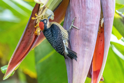 <i class='fa fa-user'></i> wouterroepel |   Zwartwangspecht  <i class='fa fa-eye'> 179</i>   <i class='fa fa-comment-o'> 2</i>