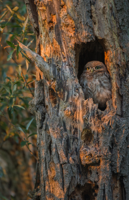 <i class='fa fa-user'></i> LeerdammerKees |   Steenuil  <i class='fa fa-eye'> 330</i>  <i class='fa fa-thumbs-up'> 18</i>   <i class='fa fa-comment-o'> 10</i>