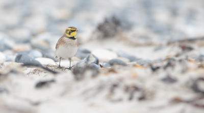 <i class='fa fa-user'></i> Hans Overduin |   Strandleeuwerik  <i class='fa fa-eye'> 341</i>  <i class='fa fa-thumbs-up'> 9</i>   <i class='fa fa-comment-o'> 6</i>