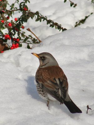 Deze is nog van vorige week, vond hem het tonen nog wel waard. Heb expres de vogel rechtsonderin gezet om de foto nog wat kleur te geven door de bessen linksboven in de hoek te plaatsen. Is dit een goede compositie of gaat het tegen de regels in?