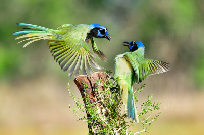Green Jays can be somewhat aggressive, especially with smaller birds.  They will challenge other Green Jays, so they usually offer good action.