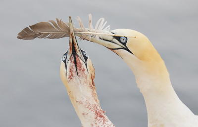 <i class='fa fa-user'></i> thijsglastra |   Jan-van-gent  <i class='fa fa-eye'> 462</i>  <i class='fa fa-thumbs-up'> 15</i>   <i class='fa fa-comment-o'> 11</i>