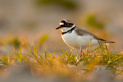 Bij deze mijn eerste bijdrage op deze website, een Kleine Plevier. Dit voorjaar heb ik een braakliggend terrein gemonitord op broedvogels, met in totaal 6 broedparen Kleine Plevier, en 2 Broedparen Bontbekplevier, erg vet in het Binnenland. 
Na vele avonden kijken en zitten kwam deze vogel erg mooi langs in het laatste licht.
Groet, Arjan de Heer