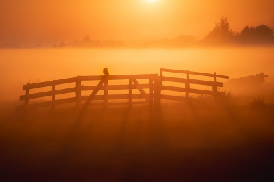 <i class='fa fa-user'></i> Vincent Vuik |   Zwarte Kraai  <i class='fa fa-eye'> 422</i>  <i class='fa fa-thumbs-up'> 23</i>   <i class='fa fa-comment-o'> 17</i>