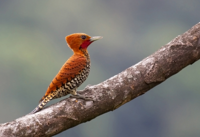 <i class='fa fa-user'></i> charlysax |   Roodkeelspecht  <i class='fa fa-eye'> 224</i>  <i class='fa fa-thumbs-up'> 19</i>   <i class='fa fa-comment-o'> 12</i>