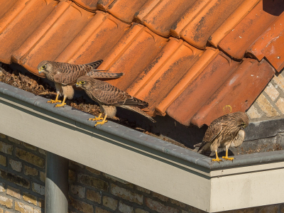 <i class='fa fa-user'></i> Truus Aletta Maan |   Torenvalk  <i class='fa fa-eye'> 301</i>  <i class='fa fa-thumbs-up'> 7</i>   <i class='fa fa-comment-o'> 14</i>